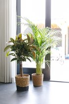Ficus Elastica Melany (Rubberplant) op stam in mand - kamerplant in speciale cadeauverpakking - vers van de kweker - pot ⌀21cm - hoogte ↕ 80cm