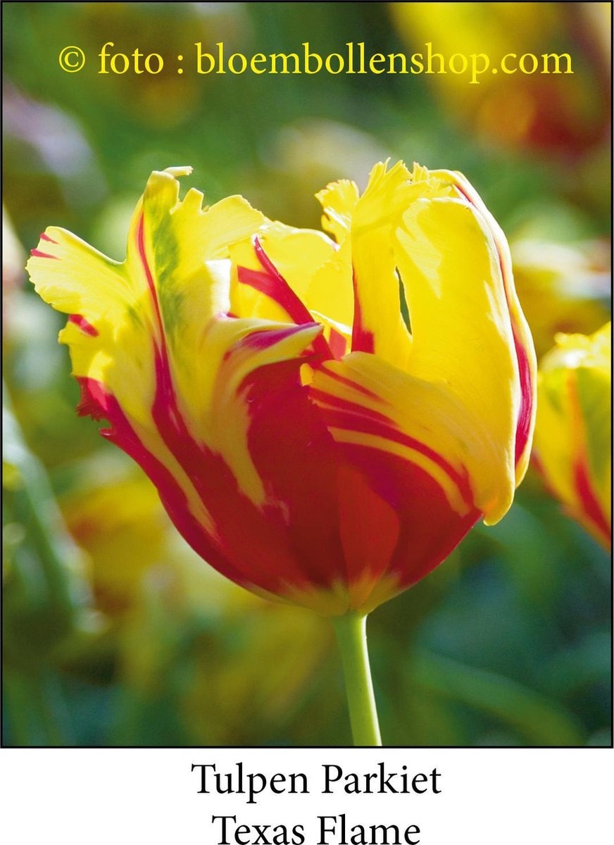 tulp Texas Flames 25 bollen maat 12/+ tulpen - bloembollen- tulpenbollen- parkiet tulpen