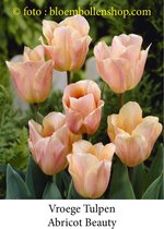 tulp Abricot beauty 25 bollen maat 12/+ tulpen bloembollen
