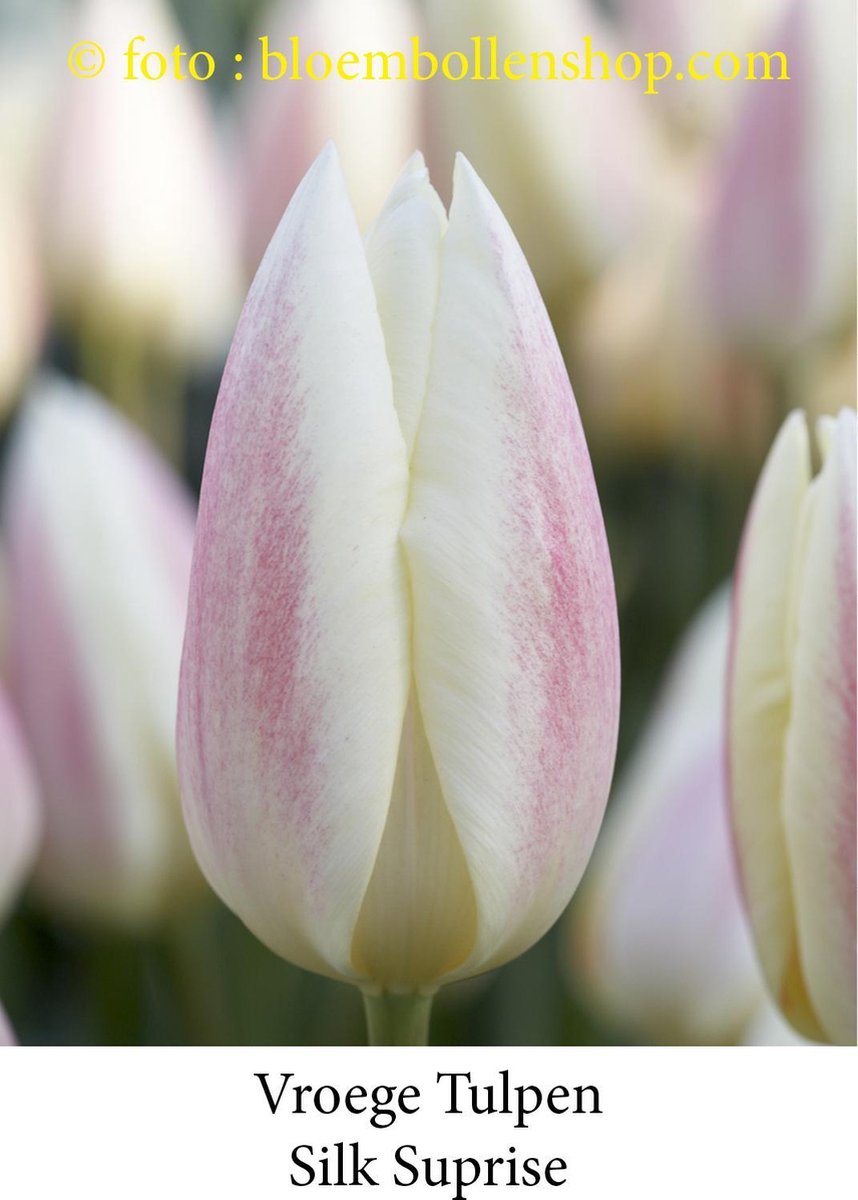 tulp Silk Surprise 25 bollen maat 12/+ tulpen bloembollen