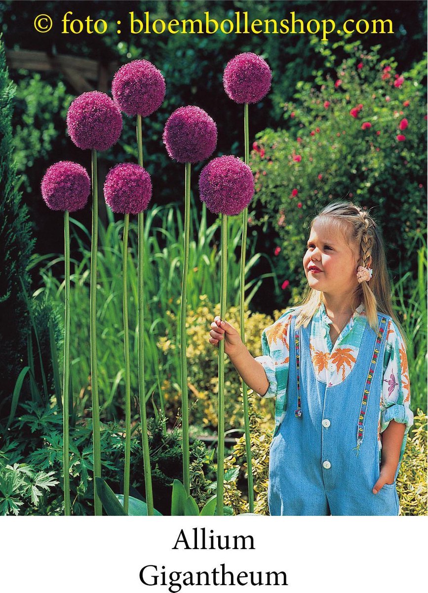 allium Gigantheum 3 bollen maat 22/+