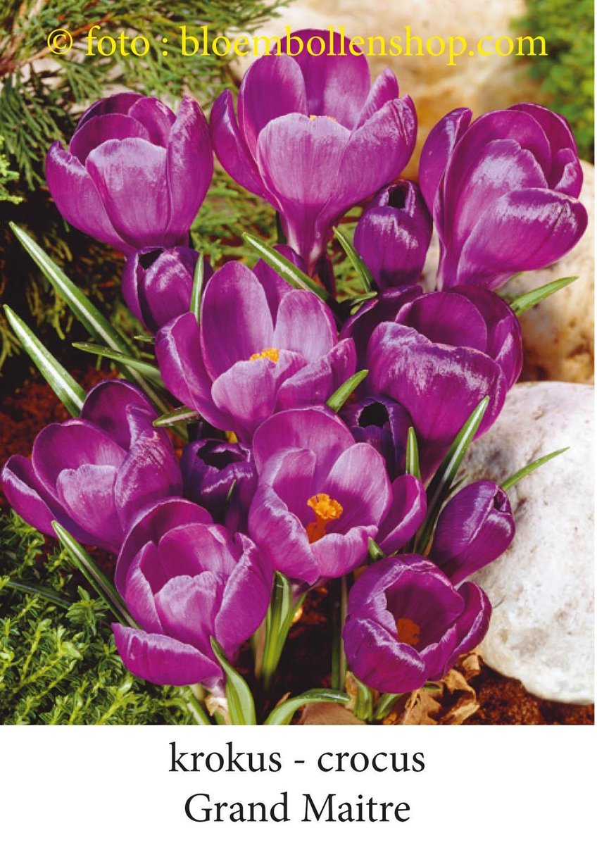 krokus - crocus Grand Maitre 50 bollen maat 8/+