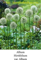 allium Hirtifolium var Album 5 bollen maat 20/+ sierui
