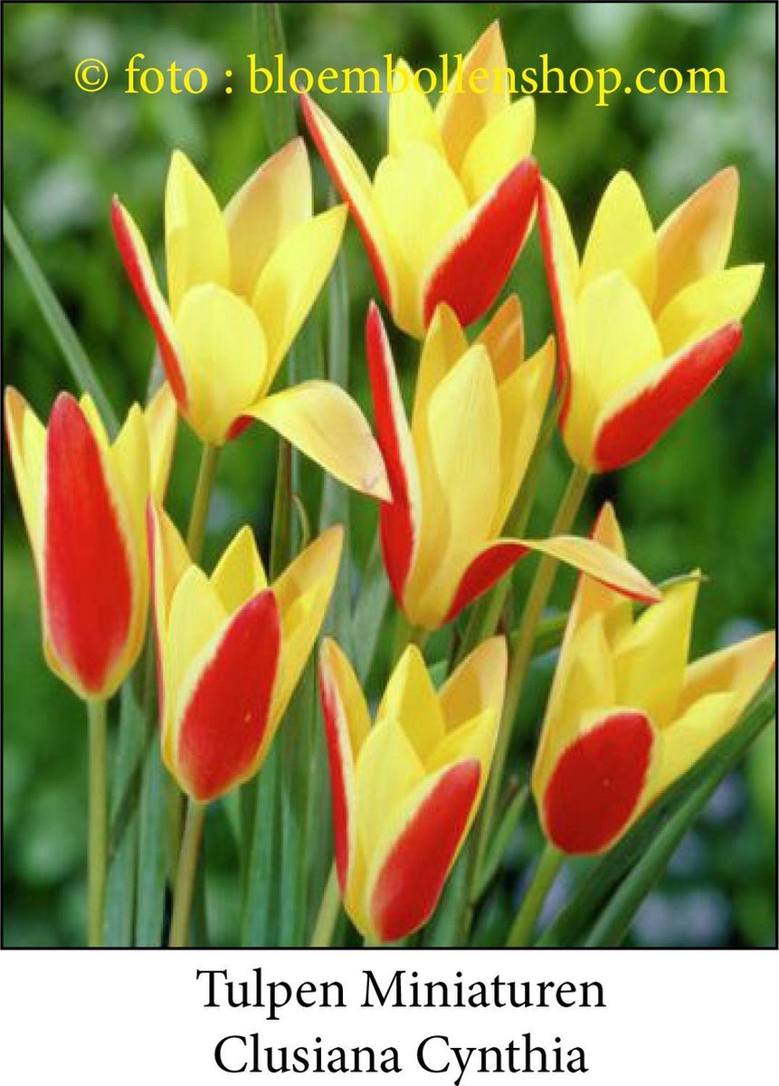 tulp Clusiana Cynthia 25 bollen maat 6/+ tulpen - bloembollen- tulpenbollen
