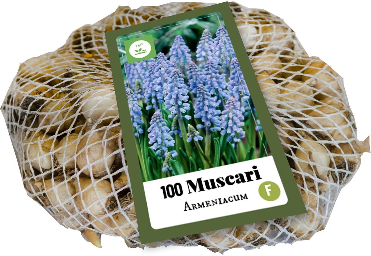 Jub Holland Blauwe druifjes bloembollen - XXL Muscari (Druifhyacint/Blauw druifje) bloembollen - Armeniacum - 100 stuks