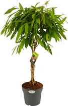 Kamerplant van Botanicly – Rubberboom – Hoogte: 100 cm – Ficus binnendijkii Amstel King