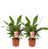Kamerplanten van Botanicly – 2 × Lepelplant  – Hoogte: 70 cm – Spathiphyllum Vivaldi
