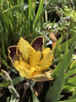 6 x Iris germanica 'Nibelungen' - Baardiris - P9 Pot (9 x 9cm) - Dima Vaste Planten