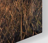 Dinosaurus T-Rex in een akker - Foto op Canvas - 45 x 30 cm