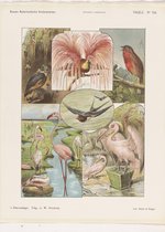 Poster Vogels - Kinderkamer - Vintage Prent - Dieren: Zwaluw en Roodborst - Large 50x70