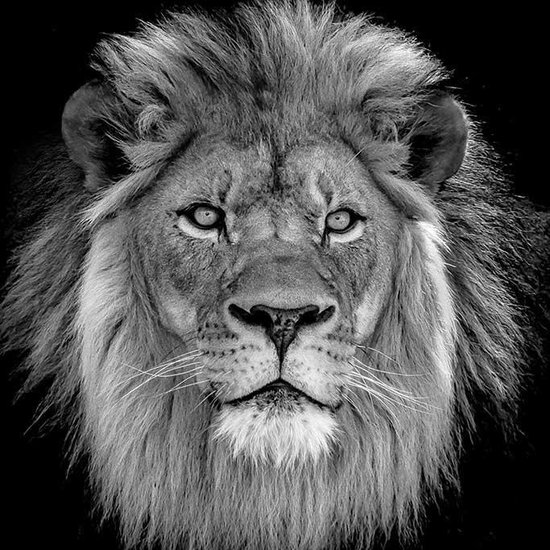 Art photographique Peinture Nature Lion Noir Et White 74 x