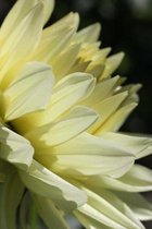 Gorgeous Dahlia Journal: 150 Page Lined Notebook/Diary