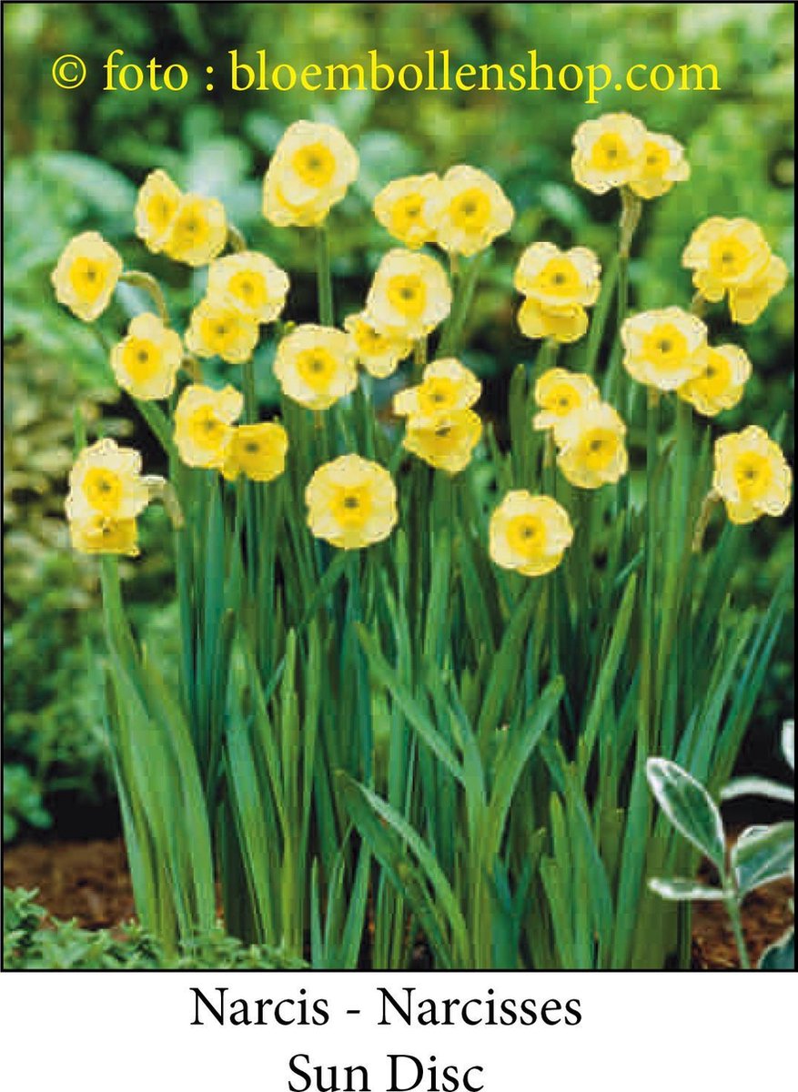 narcis Sun Disc 30 bollen maat 12/14 botanische narcis