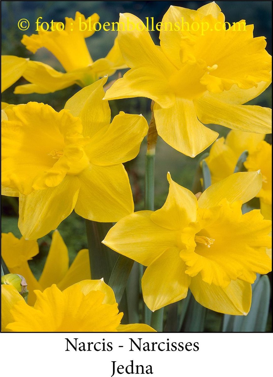 narcis Jedna 25 bollen maat 14/16 zeer vroege botanische narcis