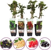 Jam mix - aalbessen fruitplanten mix - set van 4 fruitplanten: zwarte bes, rode aalbes, witte aalbes, zwarte aalbes - hoogte 50-60cm
