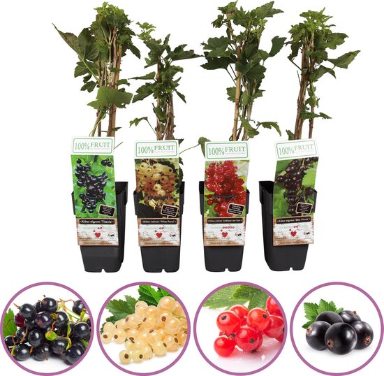 Aalbessen fruitplanten mix - set van 4 fruitplanten: zwarte bes, rode aalbes, witte aalbes, zwarte aalbes - hoogte 50-60cm