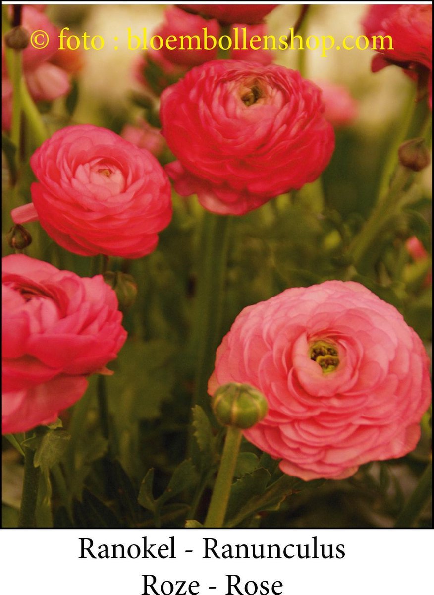 ranonkel roze 40 bollen maat 8/+