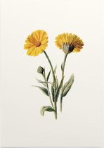 Goudsbloem 2 (Common Marigold White) - Foto op Posterpapier - 42 x 59.4 cm (A2)