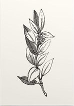 Ilex Opaca zwart-wit 2 (Holly Berries) - Foto op Posterpapier - 50 x 70 cm (B2)