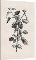 Hippophae zwart-wit (Buckthorn) - Foto op Canvas - 30 x 45 cm