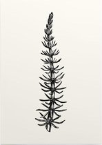 Lidsteng zwart-wit (Mares Tail) - Foto op Posterpapier - 42 x 59.4 cm (A2)