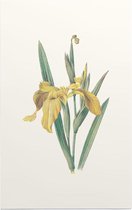 Gele Iris (Yellow Iris) - Foto op Forex - 80 x 120 cm