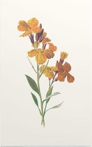 Muurbloempje (Wallflower) - Foto op Forex - 60 x 90 cm