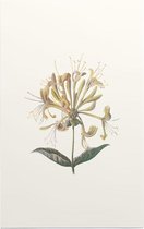 Kamperfoelie (Honeysuckle) - Foto op Forex - 30 x 45 cm