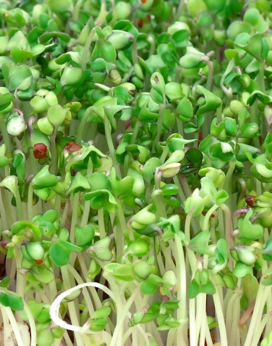 Biologische Broccoli kiemzaden 250 gram