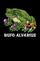 Bufo Alvarius