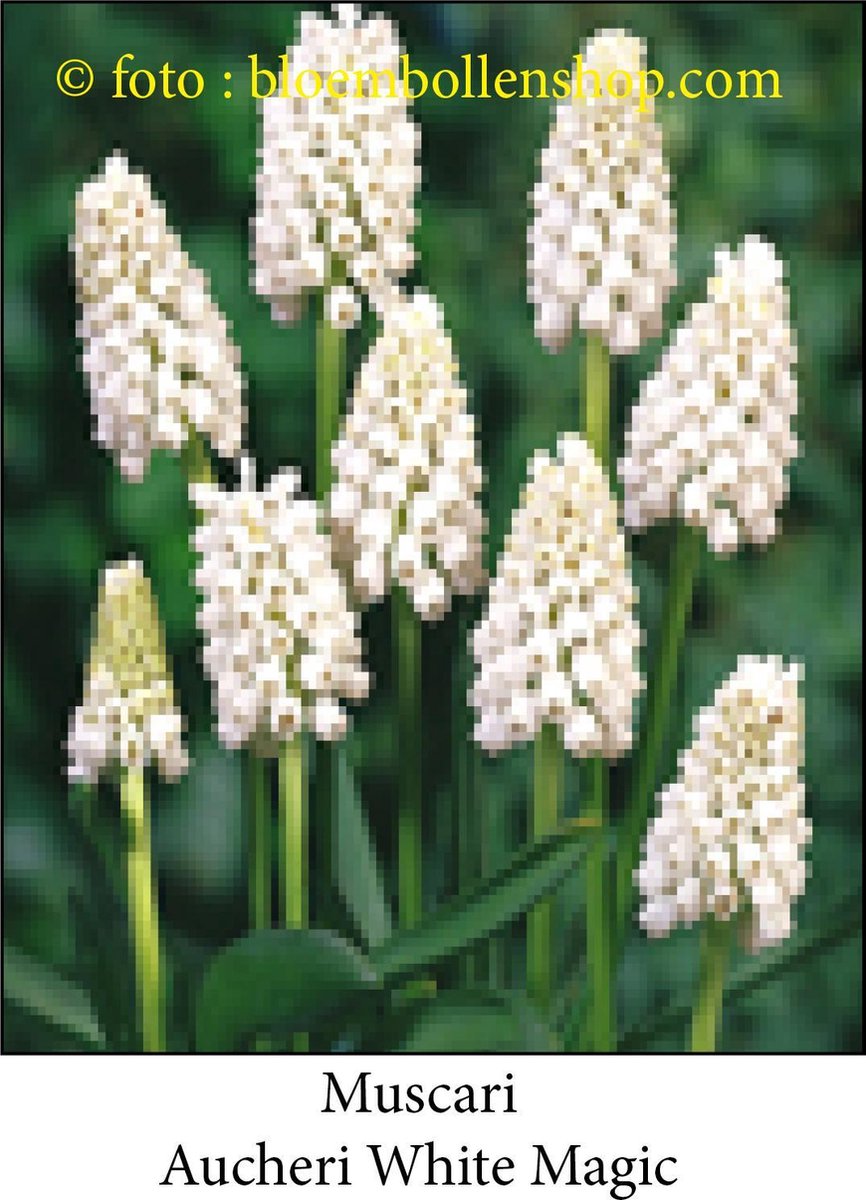 muscari Aucheri White Magic 30 bollen maat 8/+