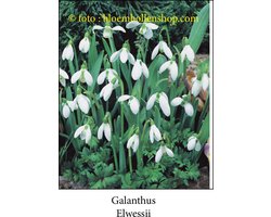 galanthus - sneeuwklokje Elwessii 20 bollen maat 6/+