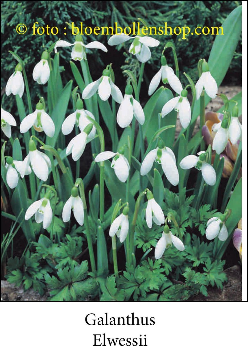 galanthus - sneeuwklokje Elwessii 20 bollen maat 6/+