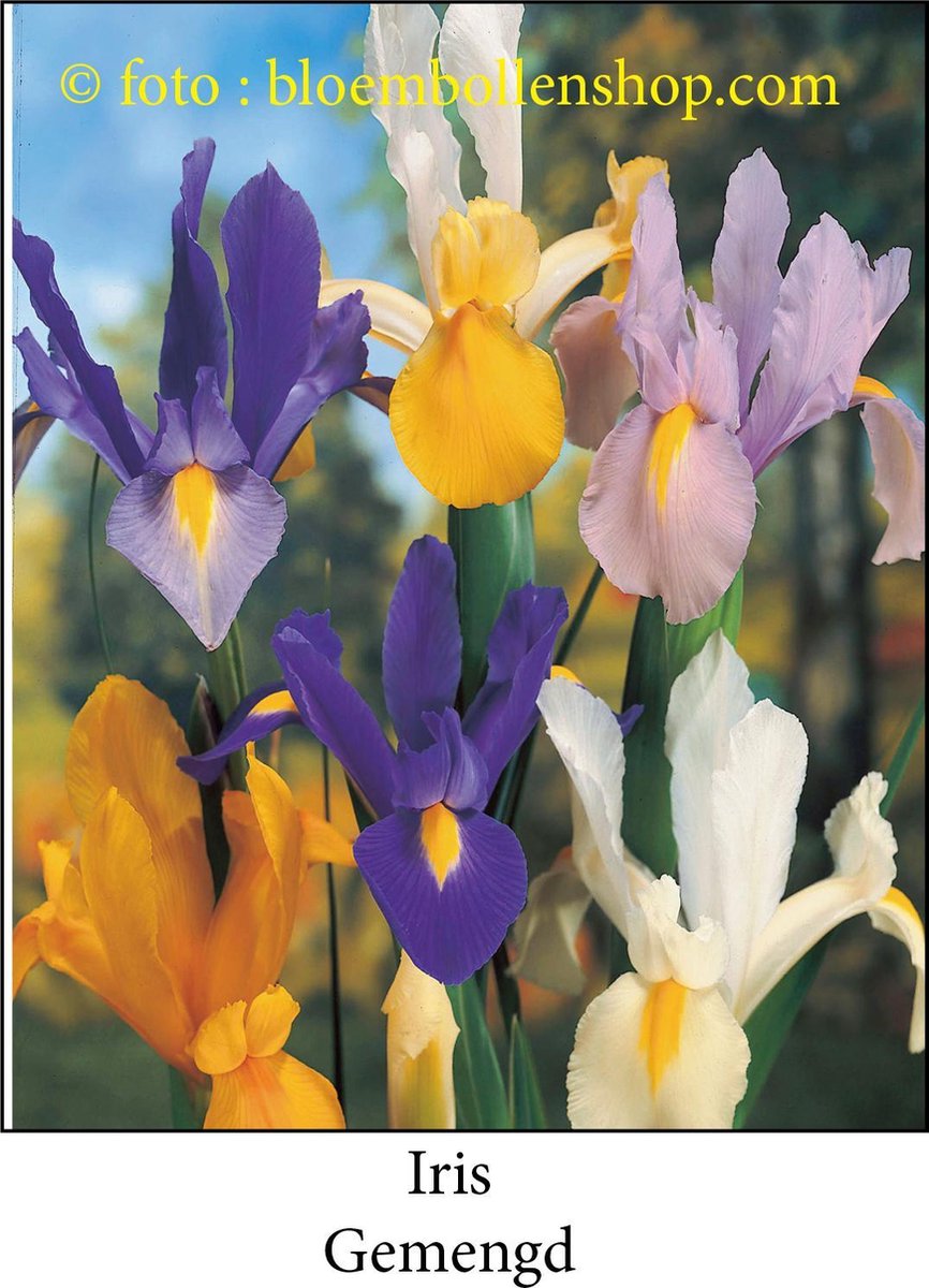 iris Gemengd 50 bollen maat 7/+