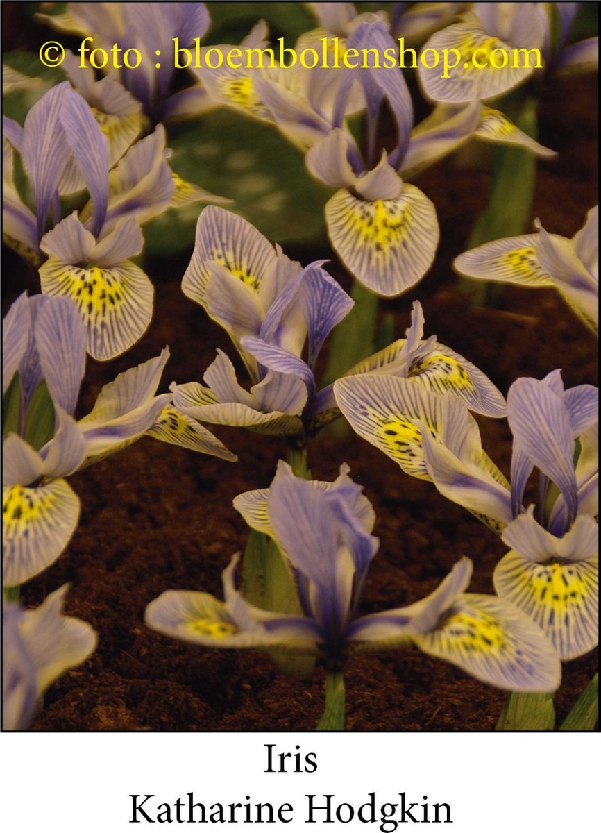 iris Katharine Hodgkin 25 bollen maat 6/+