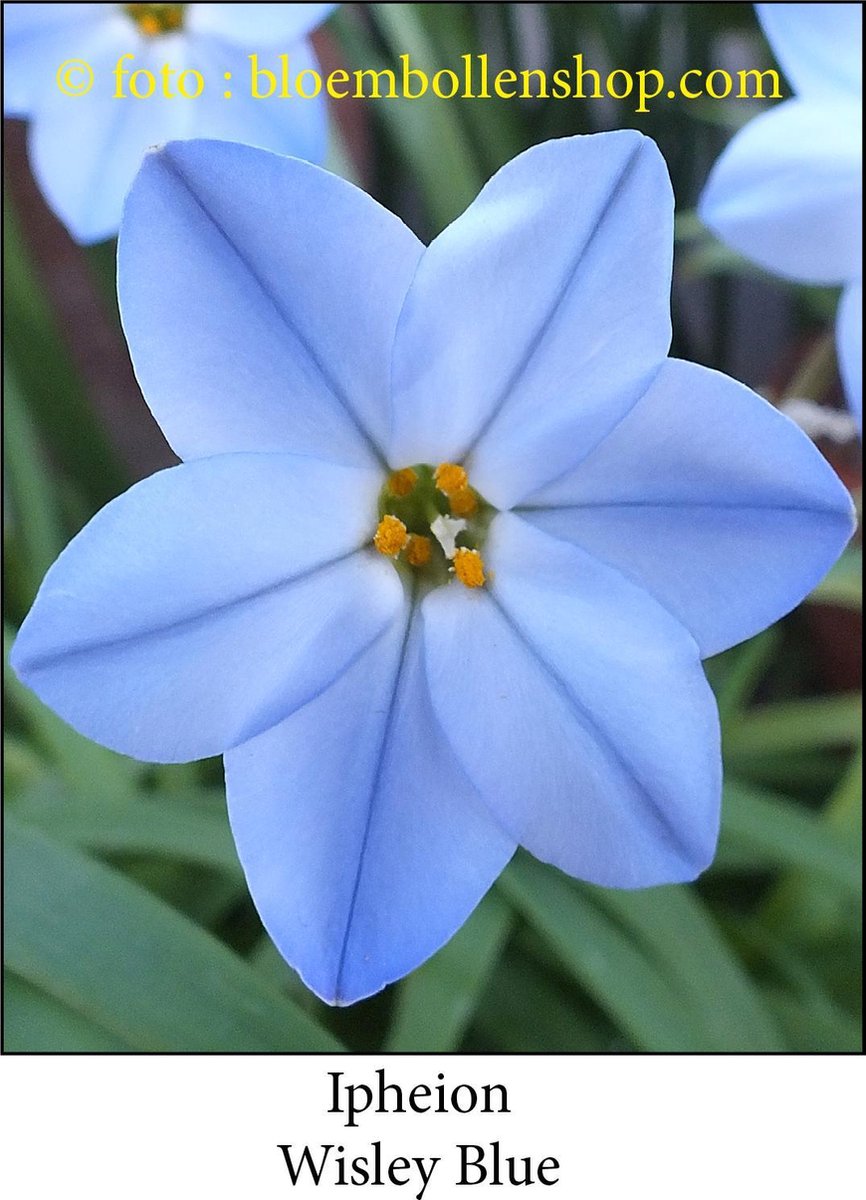 ipheion Wisley Blue 50 bollen maat 4/+