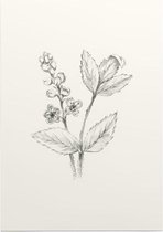 Actaea zwart-wit Schets (Baneberry) - Foto op Posterpapier - 29.7 x 42 cm (A3)