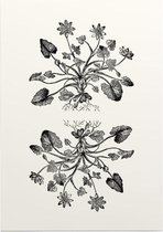 Gewoon Speenkruid zwart-wit (Lesser Celandine) - Foto op Posterpapier - 50 x 70 cm (B2)