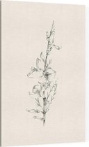 Genisteae zwart-wit Schets (Broom) - Foto op Canvas - 40 x 60 cm