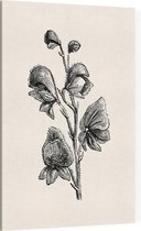 Monnikskap zwart-wit (Monkshood) - Foto op Canvas - 30 x 45 cm