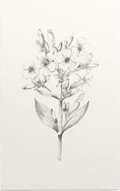 Zeepkruid zwart-wit Schets (Soapwort) - Foto op Forex - 30 x 45 cm