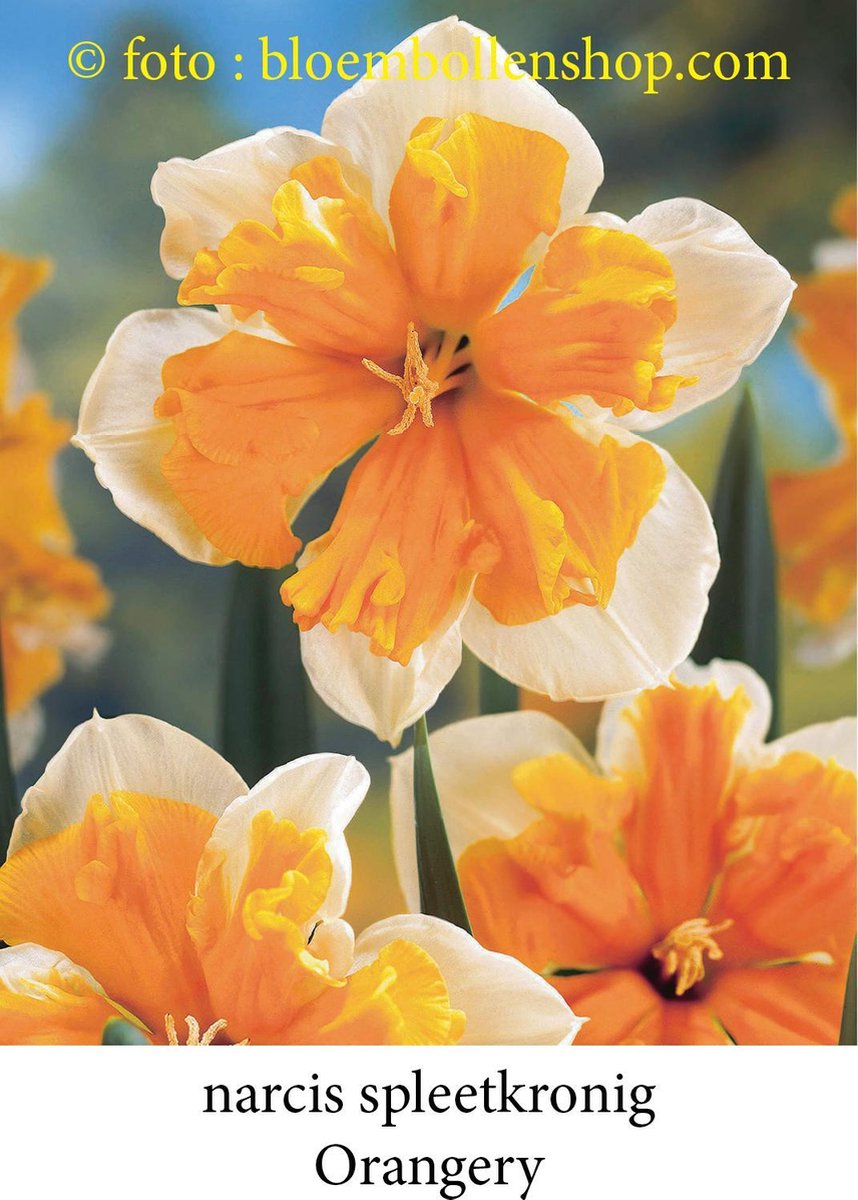 narcis Orangery 20 bollen maat 14/+ splitnarcis - spleetkronig