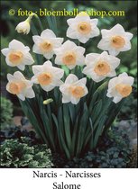 narcis Salome 25 bollen maat 15/17 trompetnarcis