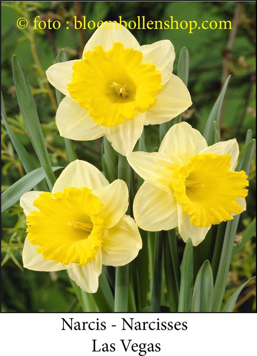 narcis Las Vegas 25 bollen maat 15/17 trompetnarcis