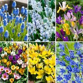 60x Bollenmix 'Premium' - Muscari + Tulipa + Puchkinia + Iris + Crocus - Gemengde kleuren - 60 bloembollen