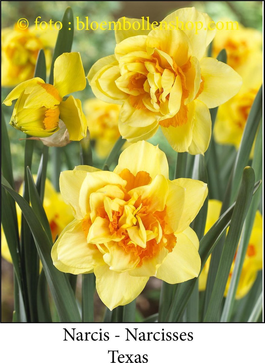 narcis Texas 25 bollen maat 15/17 dubbele narcis
