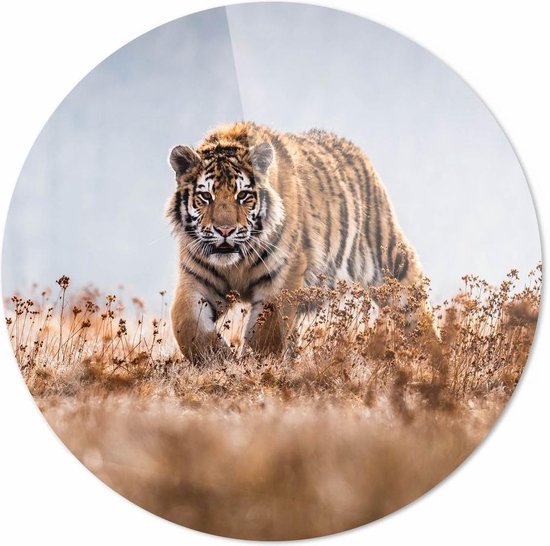 Tigre| 30 x 30 cm | Animaux sur plexiglas | Décoration murale | Peinture Animaux | Cercle mural en plexiglas de 5 mm d'épaisseur
