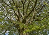Fotobehang Beukenboom met voorjaarsblad 350 x 260 cm
