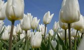 Fotobehang witte tulpen 450 x 260 cm