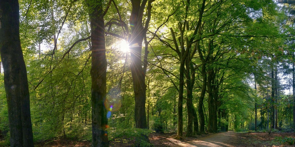 Fotobehang Beukenbos in het voorjaar 350 x 260 cm - € 235,--